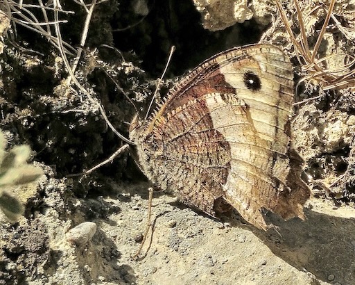 rock grayling